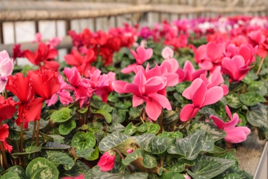 Many potted blooming flowers in greenhouse. Home gardening