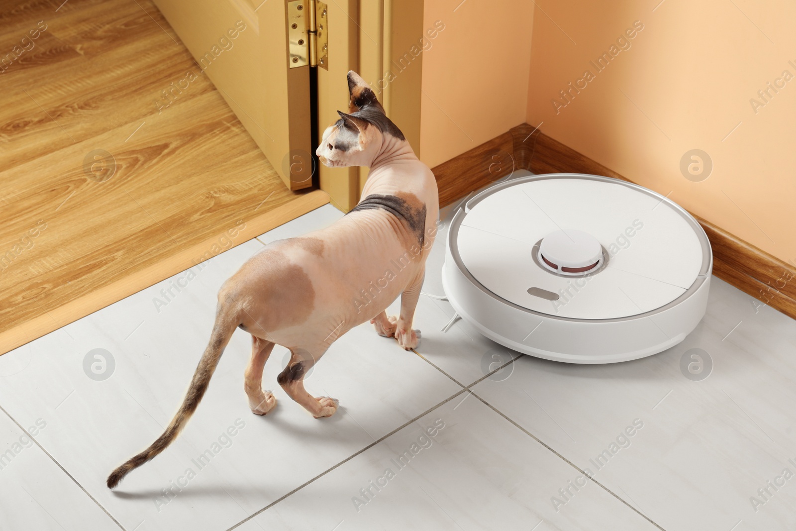 Photo of Robotic vacuum cleaner and cute Sphynx cat on floor indoors