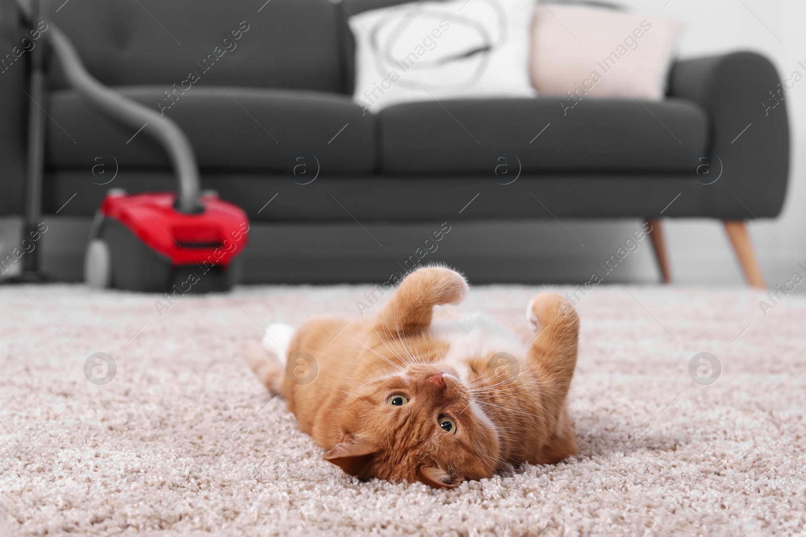 Photo of Cute ginger cat lying on carpet at home