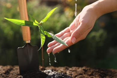 Photo of Woman watering seedling outdoors, closeup. Planting tree