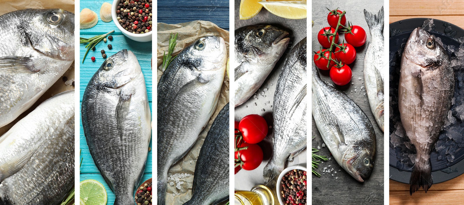 Image of Collage with fresh raw dorada fish. Banner design 