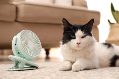 Cute fluffy cat enjoying air flow from fan on floor indoors. Summer heat