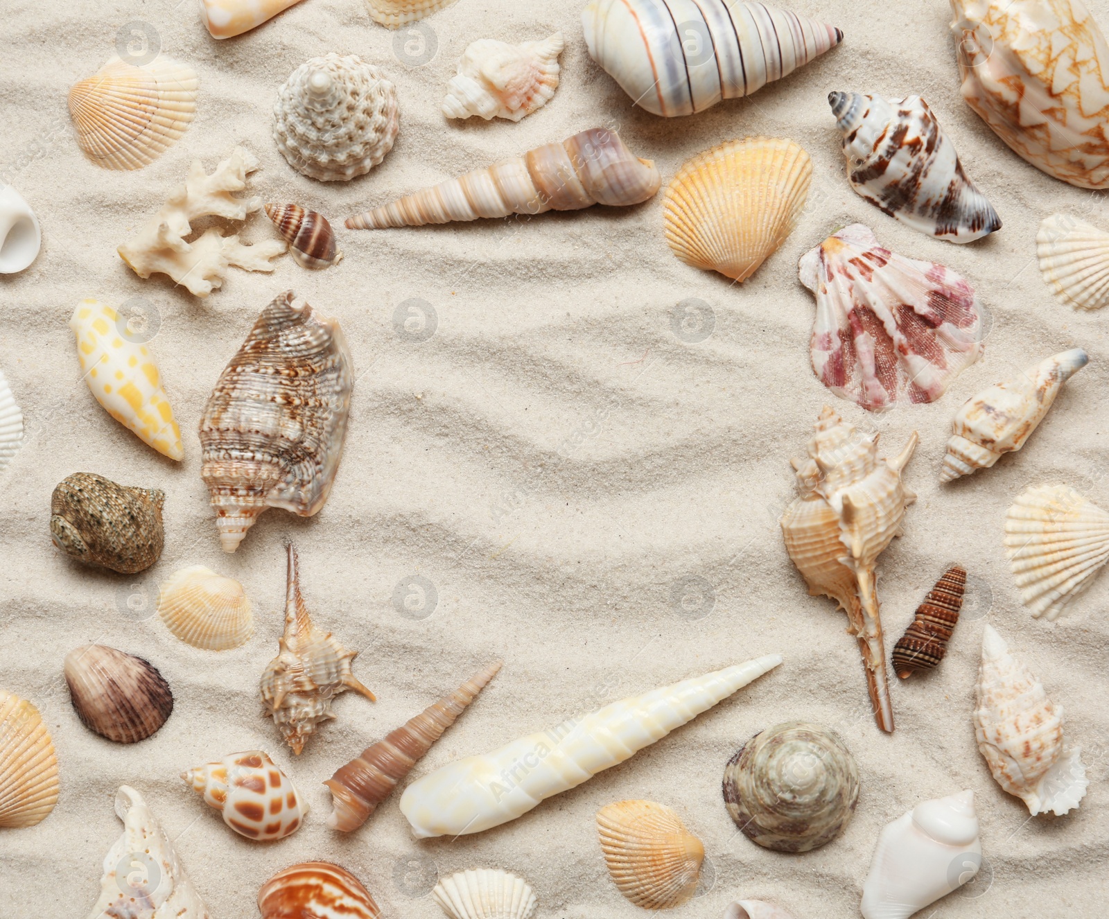 Photo of Frame made of different seashells on sand, top view. Space for text