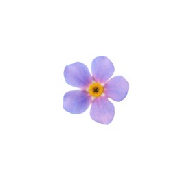 Photo of Beautiful violet Forget-me-not flower isolated on white