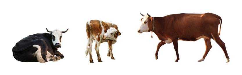Collage of cows on white background, banner design. Animal husbandry