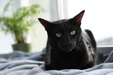 Photo of Adorable black cat with green eyes resting on blanket near window, space for text. Lovely pet