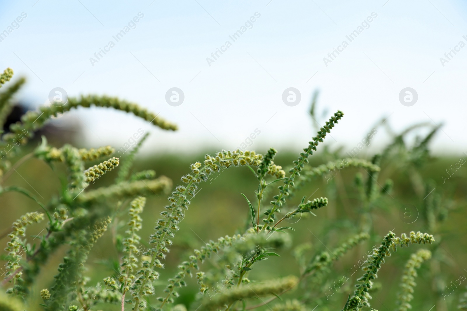 Photo of Blooming ragweed plant (Ambrosia genus) outdoors on sunny day. Seasonal allergy