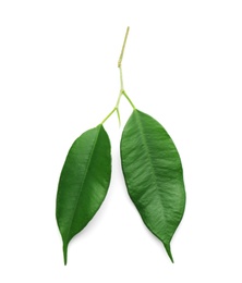 Fresh green ficus leaves on white background, top view