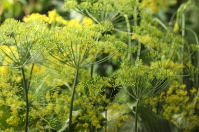 Fresh green dill flowers on blurred background, closeup