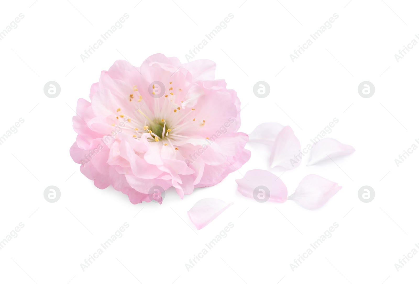 Photo of Beautiful sakura tree flower and petals on white background