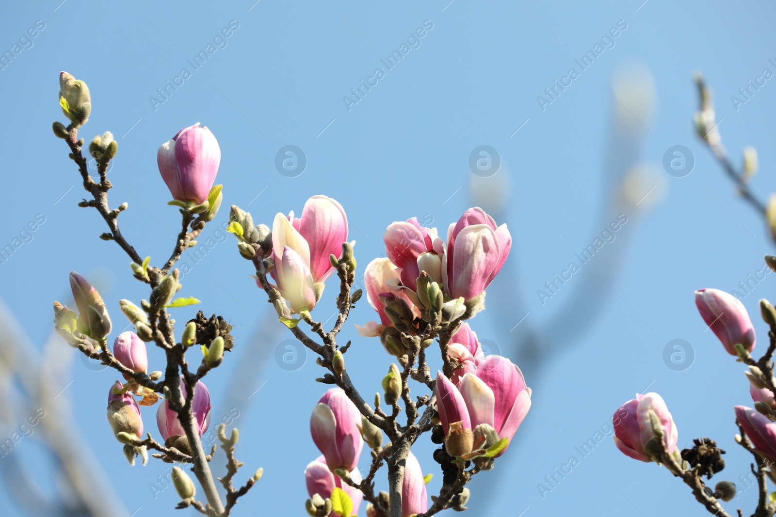 Photo of Beautiful blooming Magnolia tree on sunny day outdoors