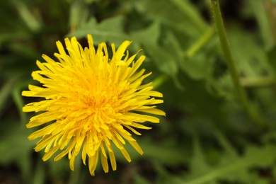 Photo of Beautiful yellow dandelion growing outdoors, closeup. Space for text