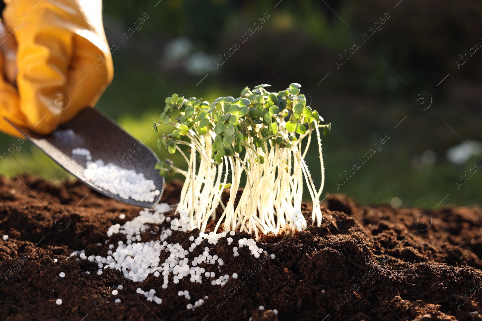 Photo of Man fertilizing soil with growing young microgreens outdoors, selective focus