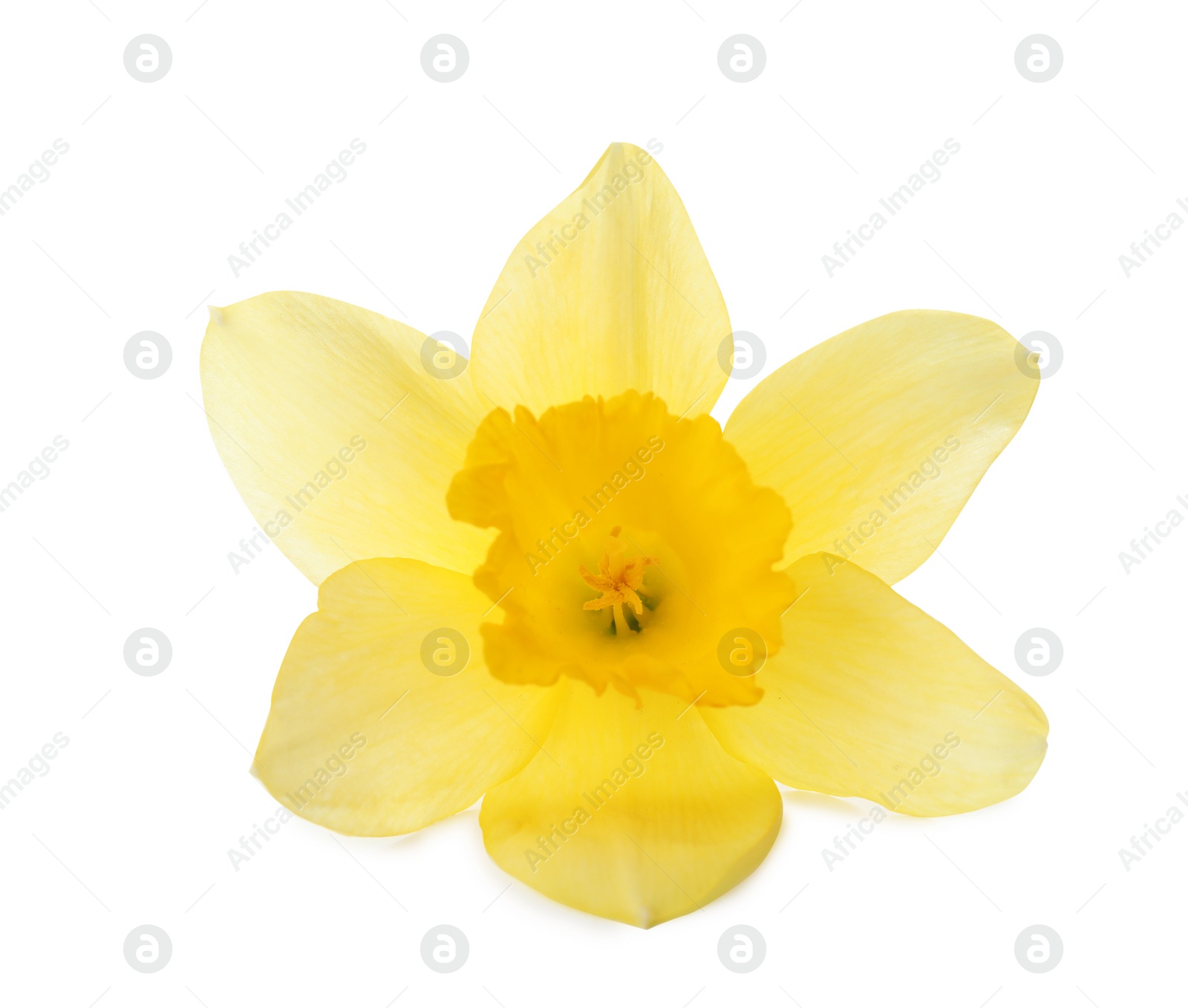 Photo of Beautiful daffodil on white background. Fresh spring flower