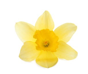 Beautiful daffodil on white background. Fresh spring flower