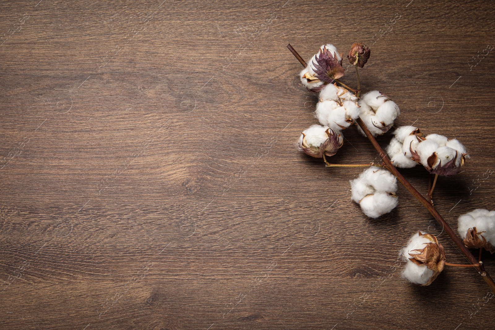 Photo of Dry cotton branch with fluffy flowers on wooden table, flat lay. Space for text