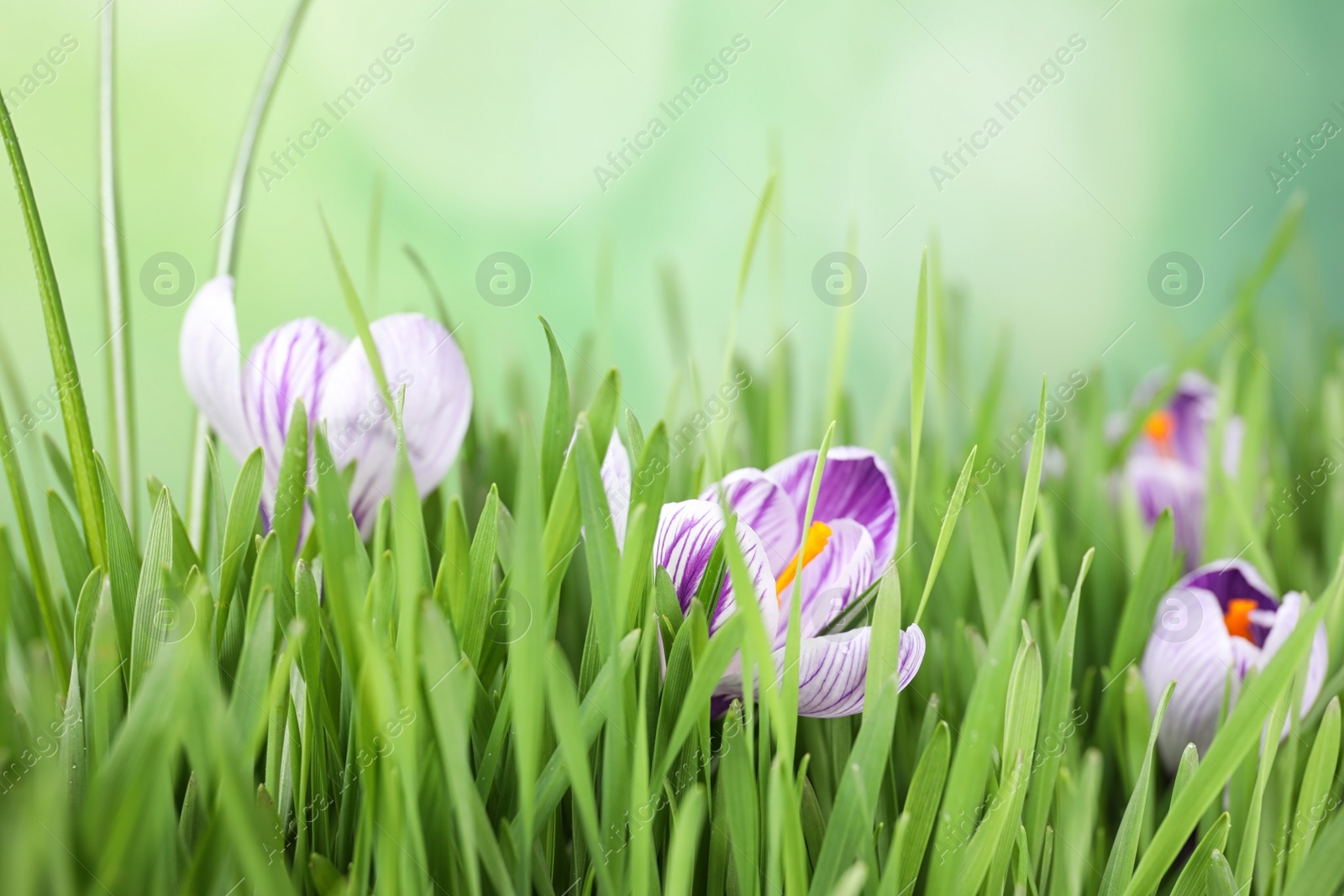 Photo of Fresh grass and crocus flowers on light green background, closeup. Spring season