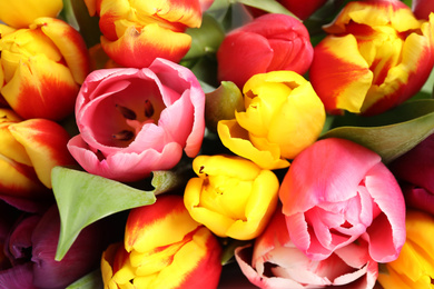 Photo of Closeup view of beautiful bright spring tulips