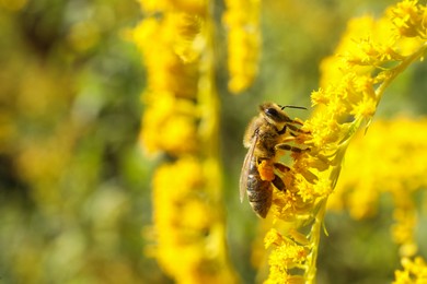 Photo of Honeybee collecting nectar from yellow flowers outdoors, closeup. Space for text