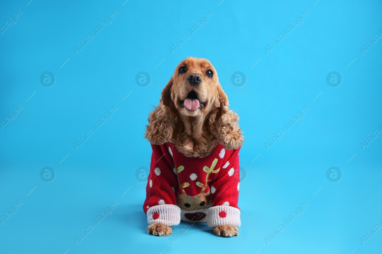 Photo of Adorable Cocker Spaniel in Christmas sweater on light blue background