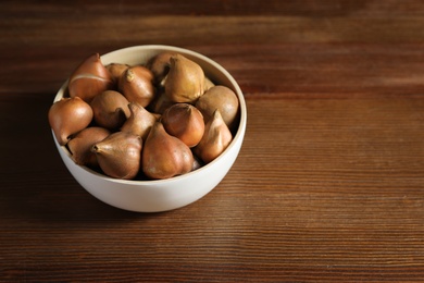 Tulip bulbs in bowl on wooden table. Space for text