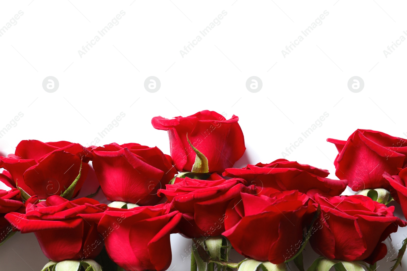 Photo of Beautiful red rose flowers on white background, top view