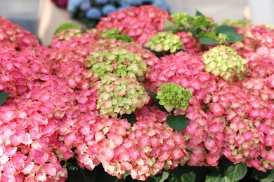 Photo of Beautiful hydrangea plant with colorful flowers as background, closeup