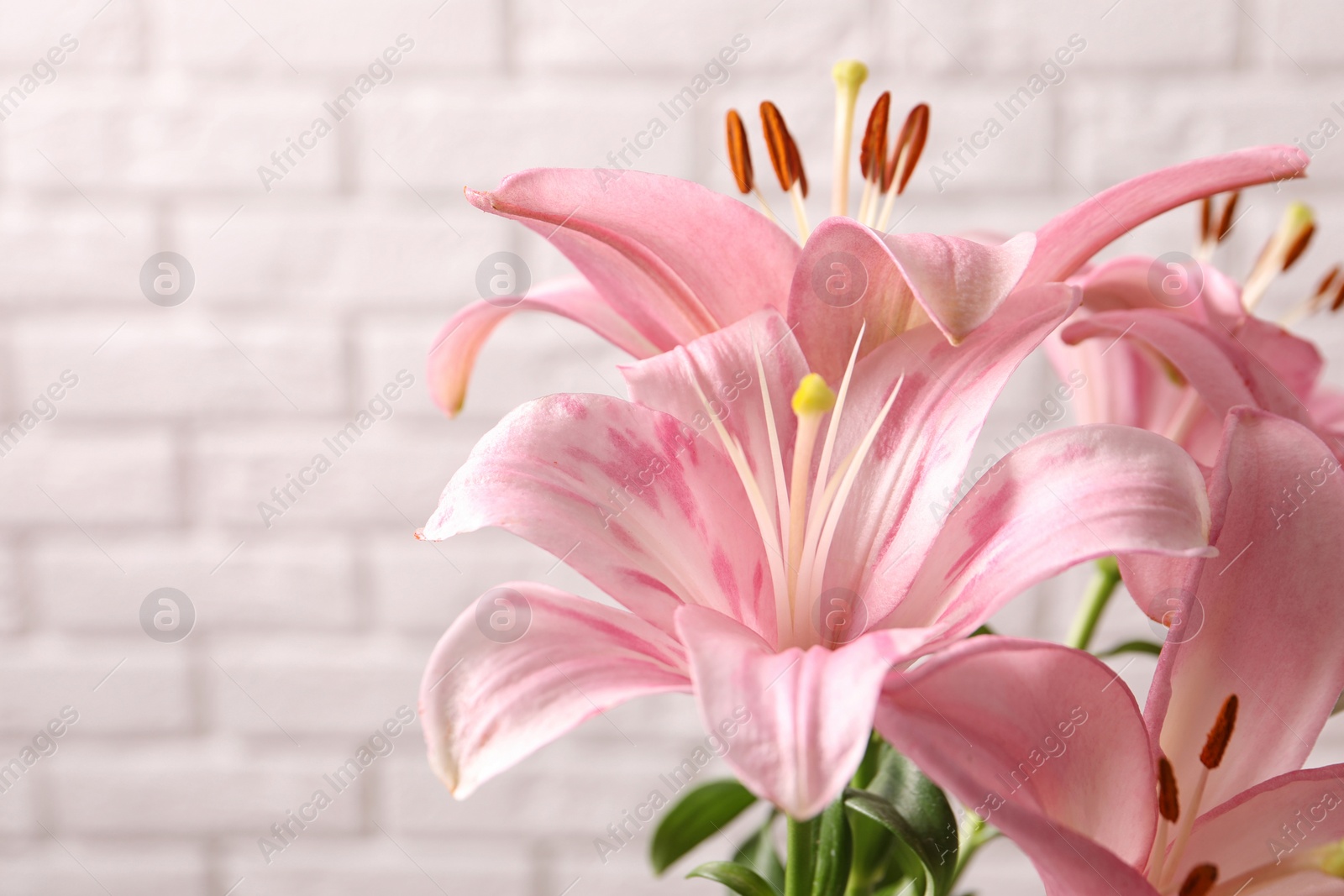 Photo of Beautiful blooming lily flowers on brick wall background