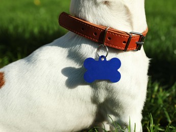 Photo of Dog in collar with metal tag on green grass outdoors, closeup