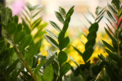 Photo of Green zamioculcas branches with lush foliage, closeup. Tropical plant