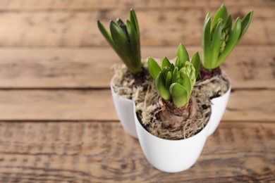 Photo of Potted hyacinth plants on wooden table. Space for text