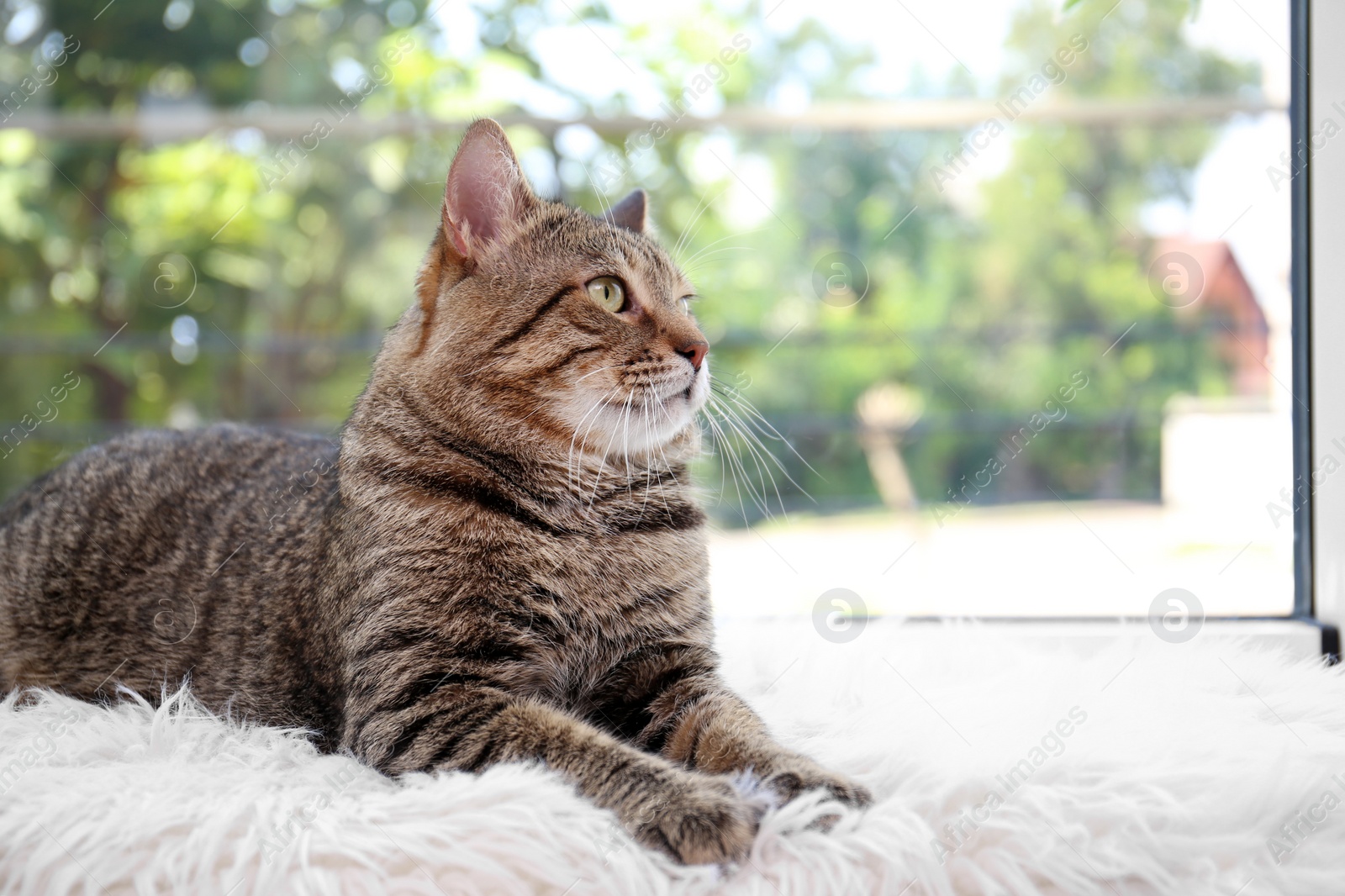 Photo of Cute cat resting on fuzzy blanket at home