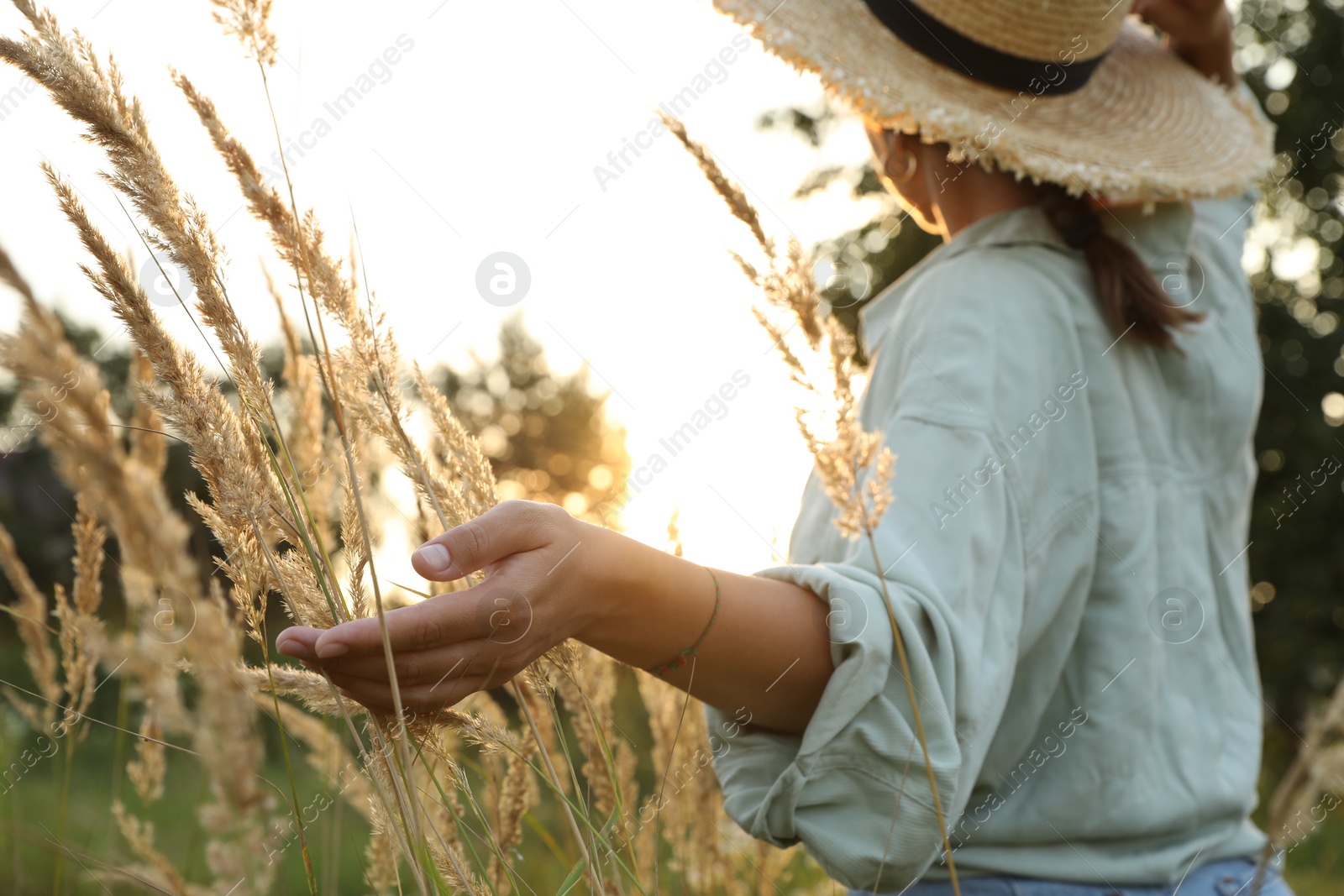 Photo of Woman walking through meadow and touching reed grass at sunset, selective focus