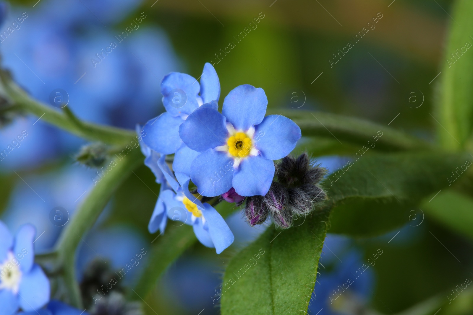 Photo of Amazing spring forget-me-not flowers as background, closeup view