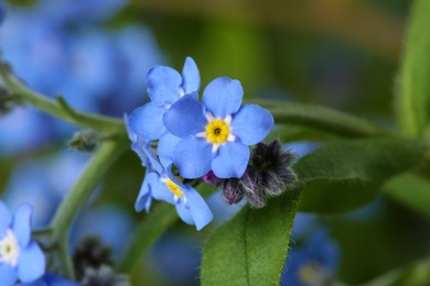 Amazing spring forget-me-not flowers as background, closeup view