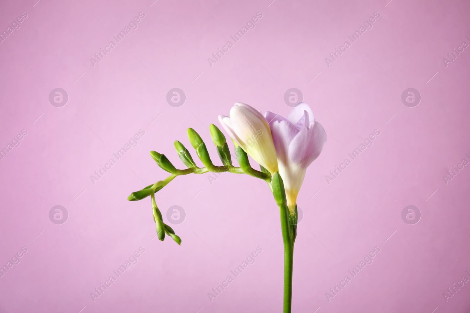 Photo of Beautiful freesia with fragrant flowers on color background