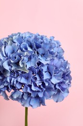 Photo of Beautiful bright hortensia flowers on pink background