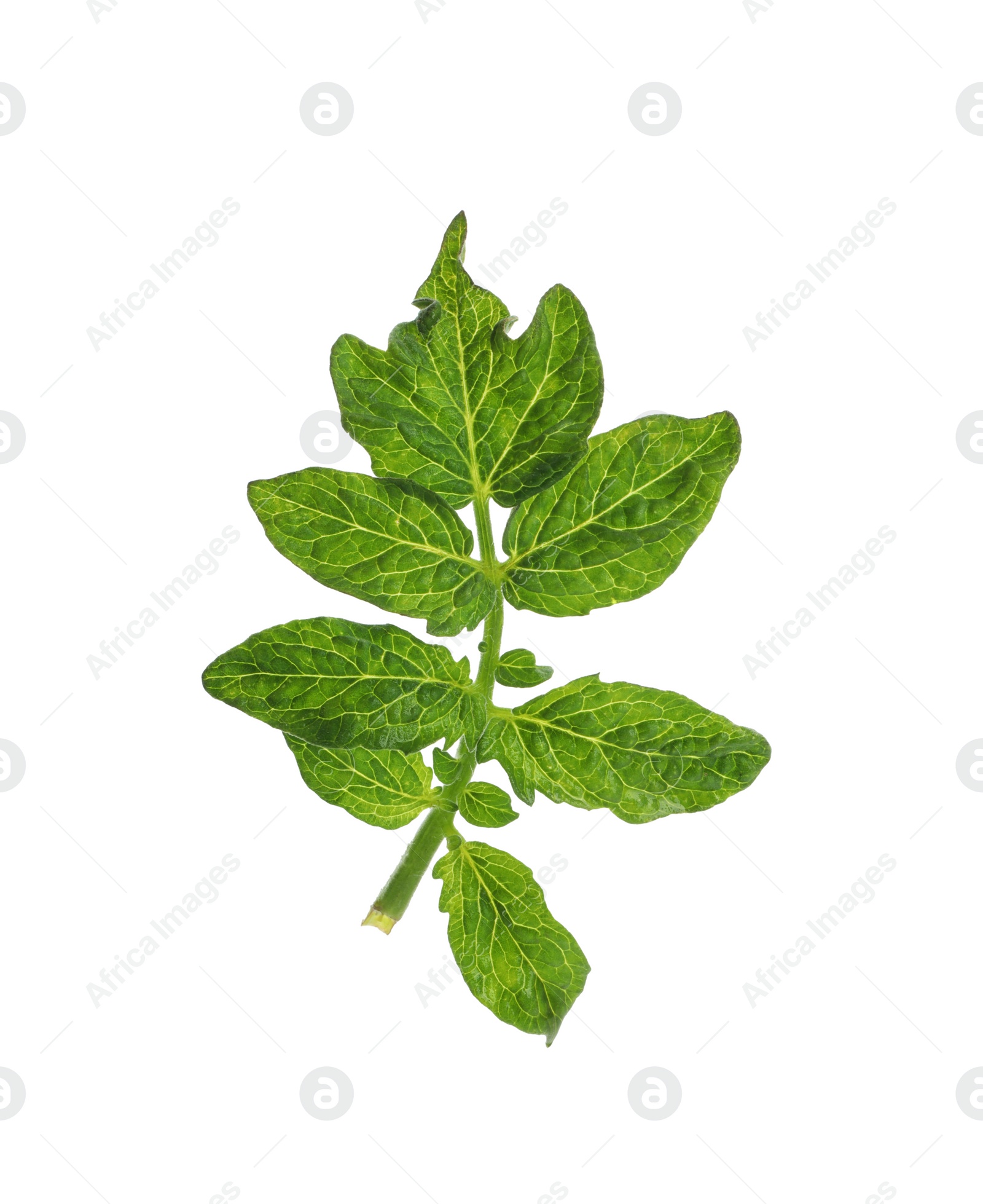 Photo of Fresh green leaves of cherry tomato isolated on white