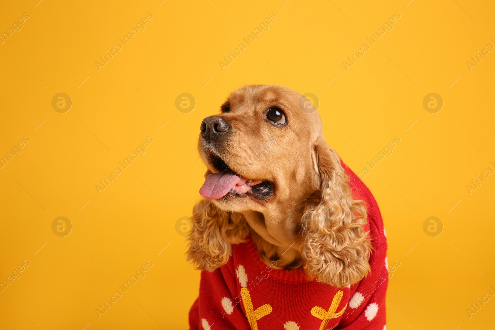 Photo of Adorable Cocker Spaniel in Christmas sweater on yellow background