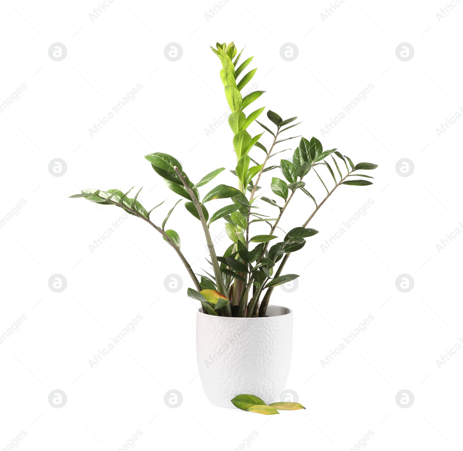 Photo of Potted houseplant with damaged leaves on white background