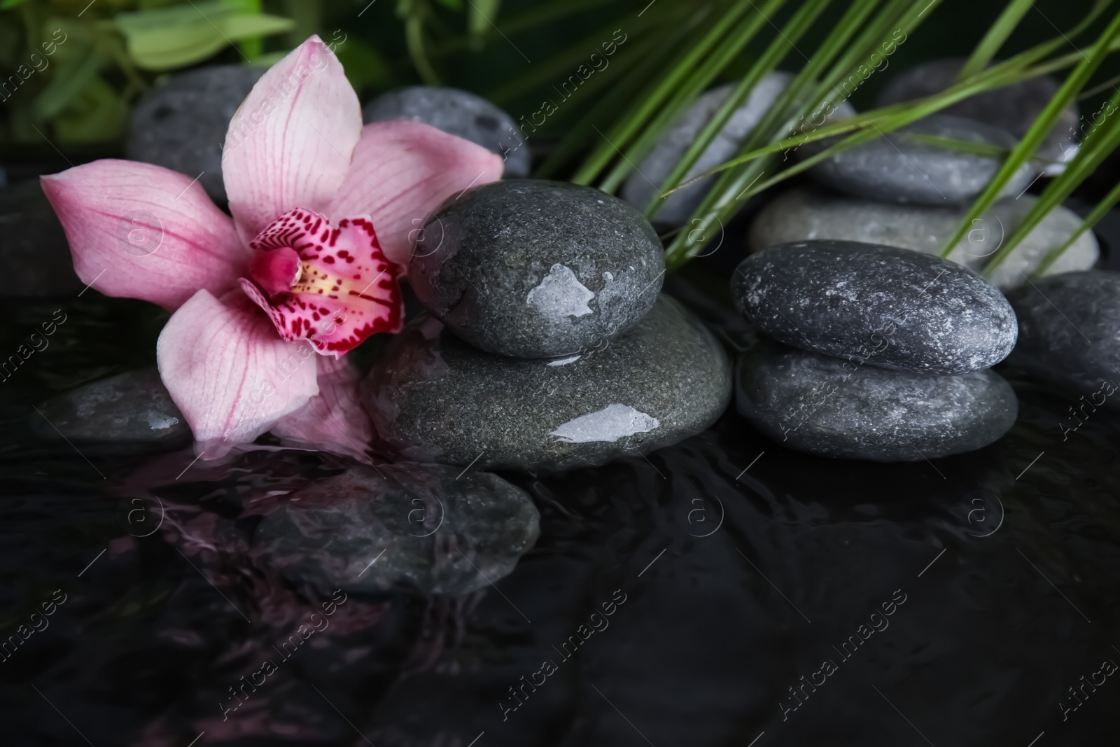 Photo of Zen stones and beautiful exotic flower in water