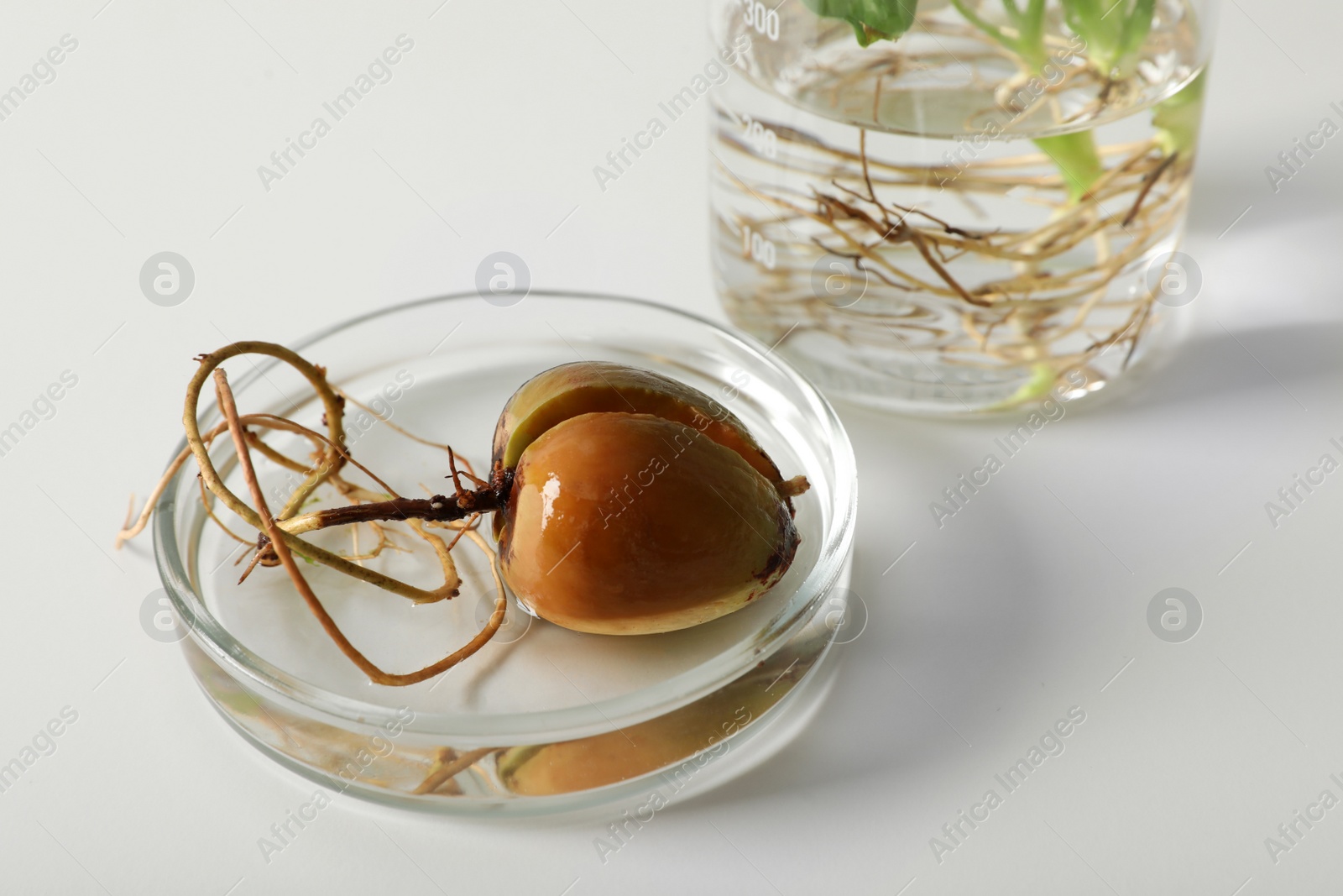 Photo of Petri dish with sprouted avocado seed on white background. Chemistry concept