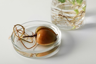 Petri dish with sprouted avocado seed on white background. Chemistry concept