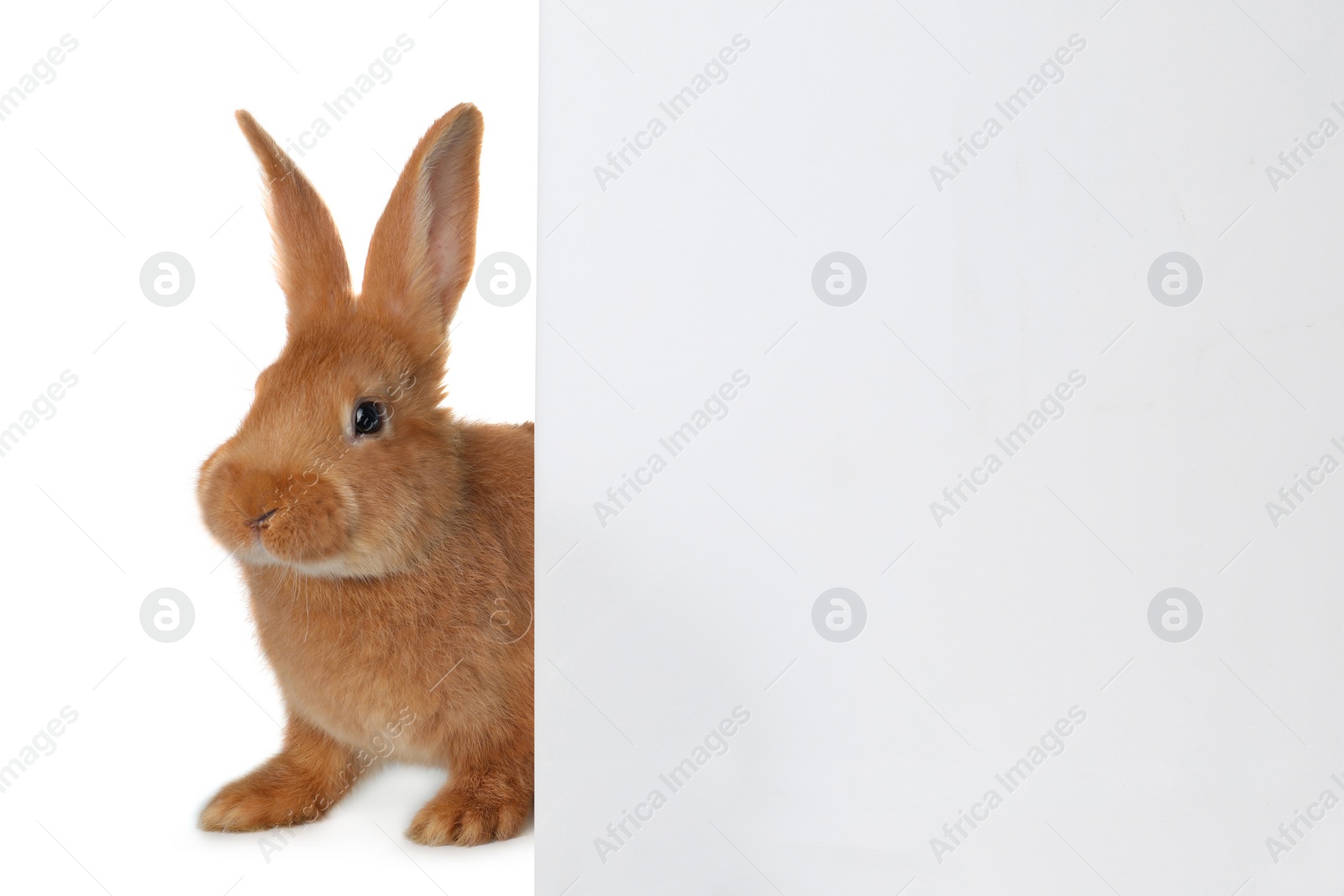 Photo of Cute bunny isolated on white. Easter symbol