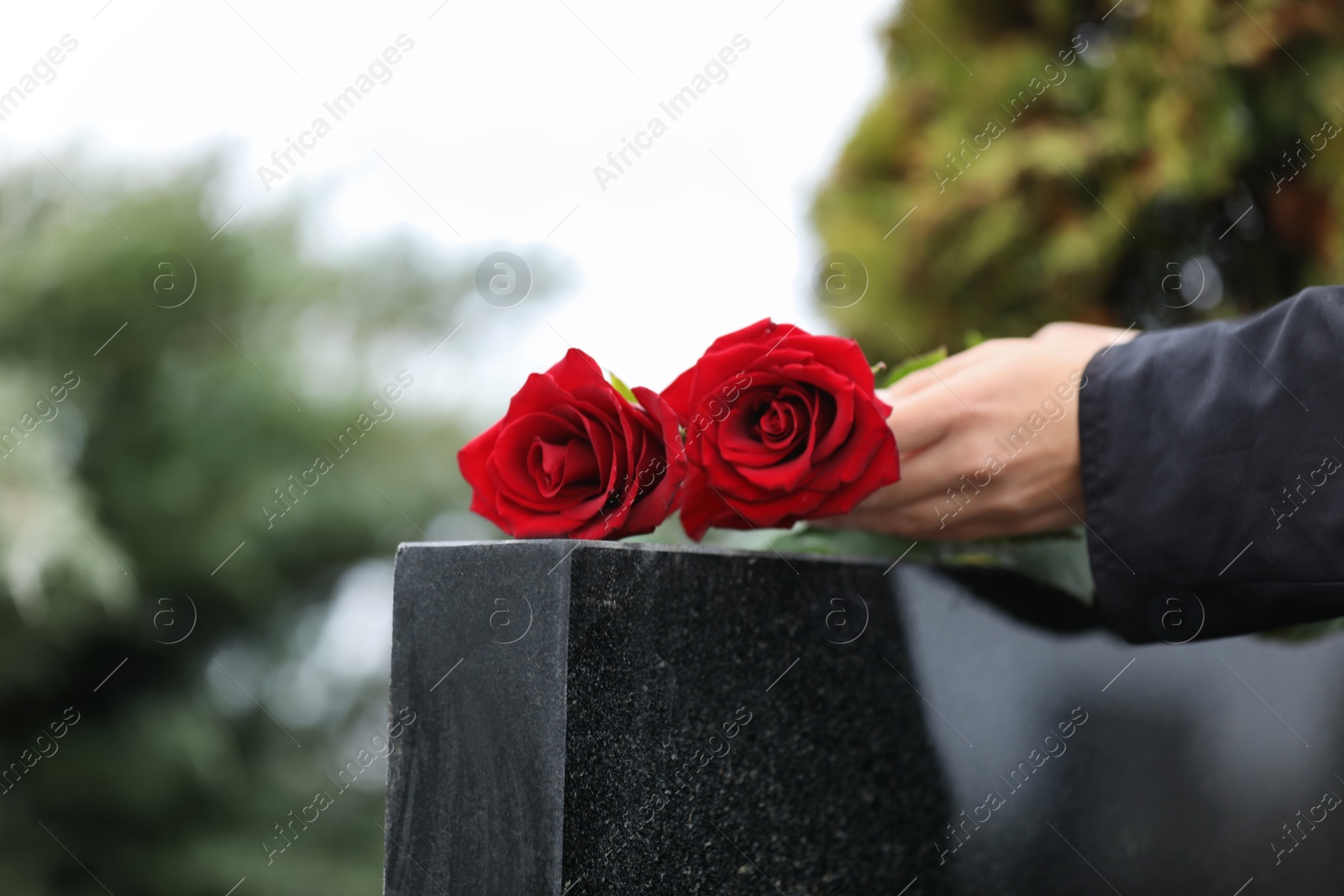 Photo of Woman with red roses near black granite tombstone outdoors, closeup. Funeral ceremony