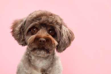Photo of Cute Maltipoo dog on pink background, space for text. Lovely pet