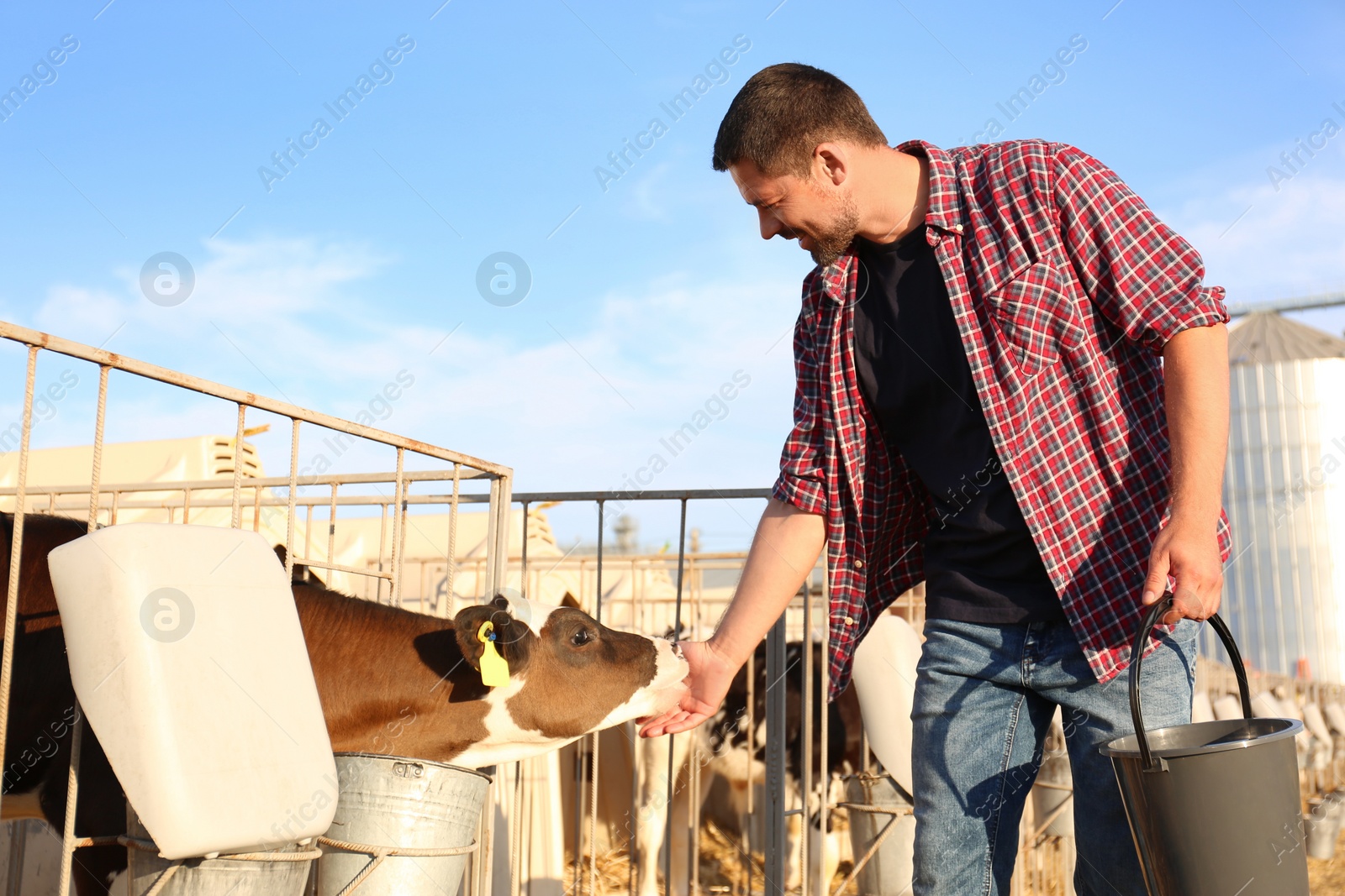 Photo of Worker stroking cute little calf on farm. Animal husbandry