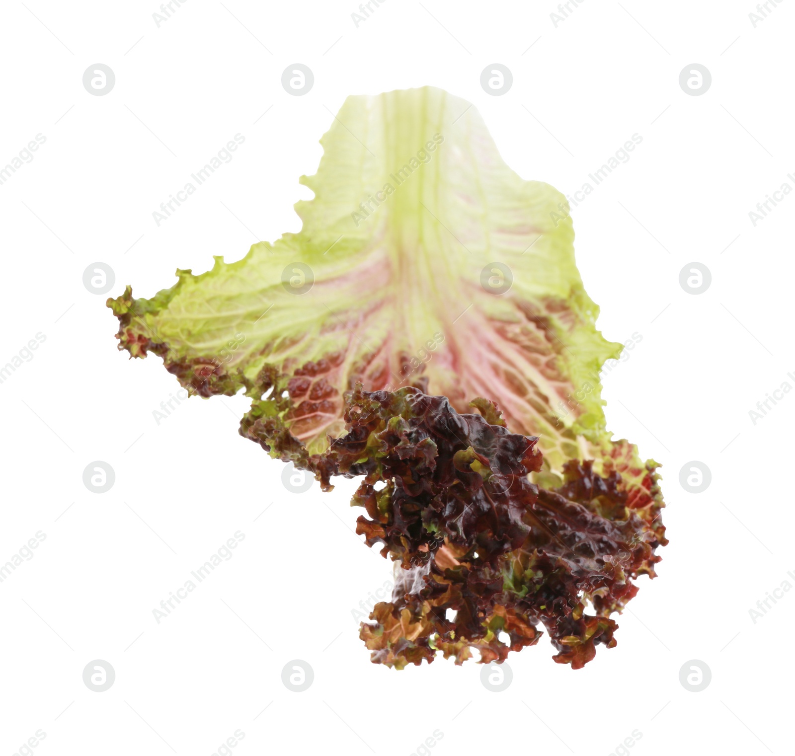 Photo of Leaf of fresh red coral lettuce isolated on white