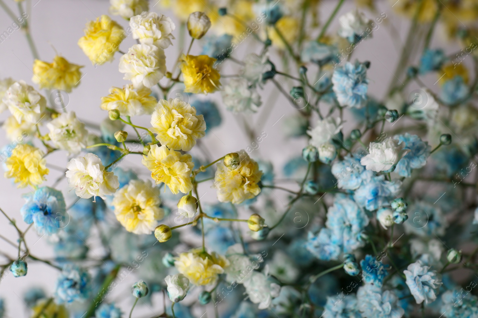 Photo of Many beautiful dyed gypsophila flowers on light grey background, closeup