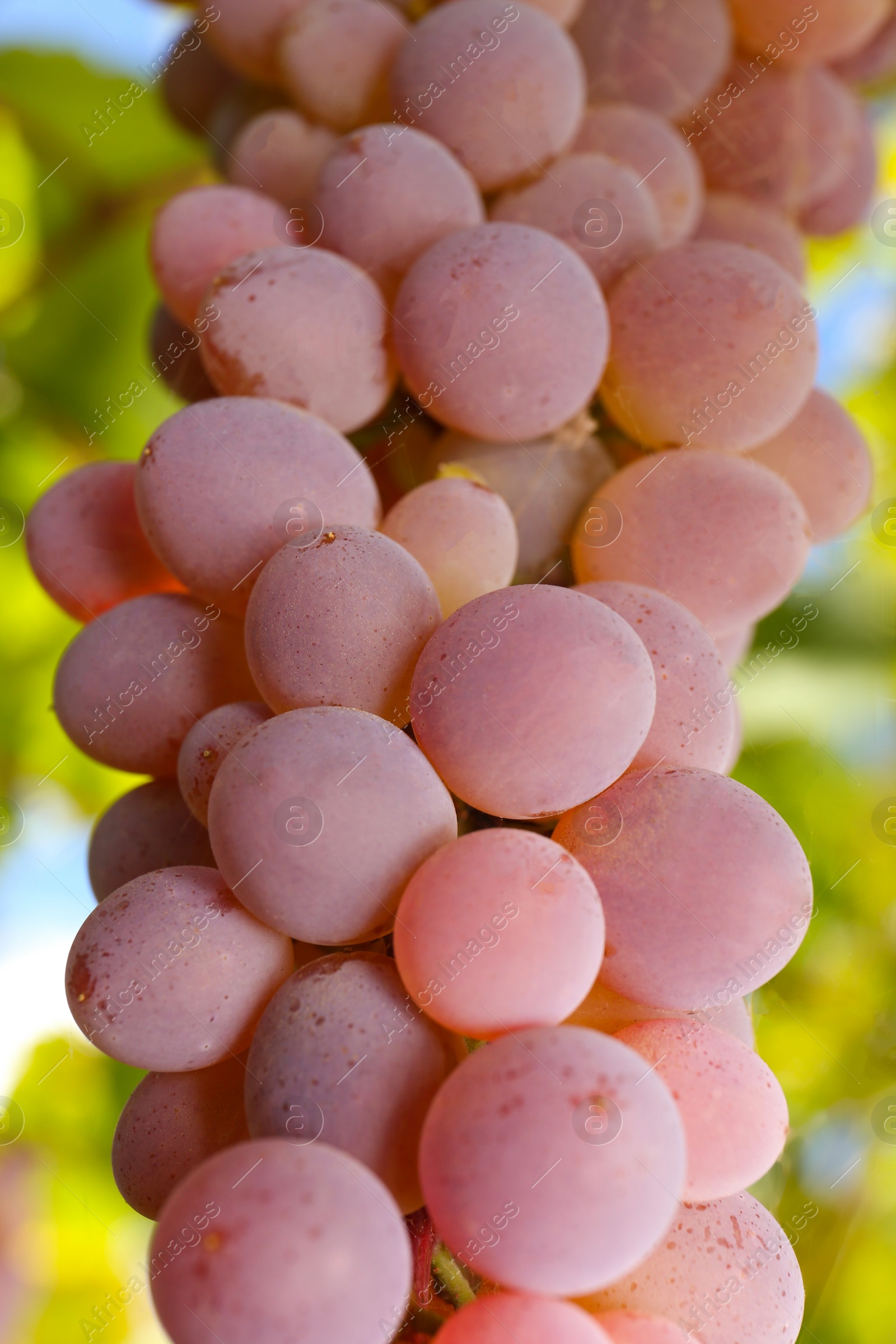 Photo of Beautiful tasty grapes growing in vineyard, closeup